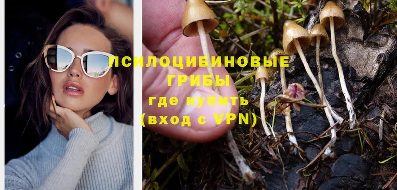 как найти   Добрянка  Псилоцибиновые грибы Psilocybine cubensis 